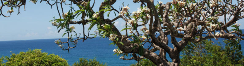 Ein Frangipanibaum an der Klippe - ein betrender Duft greift um sich.