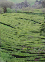 Teeplantagen auf den Azoren