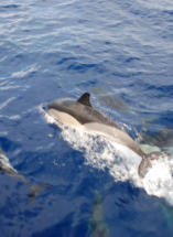 Delphine spielen im klaren Wasser