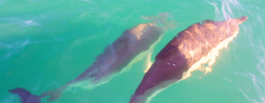 Spielende Delphine im kristallklarem Wasser vor den Azoren