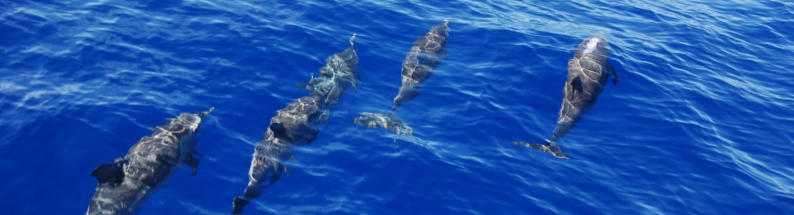 Delphine sind hufige Begleiter auf langen Seestcken